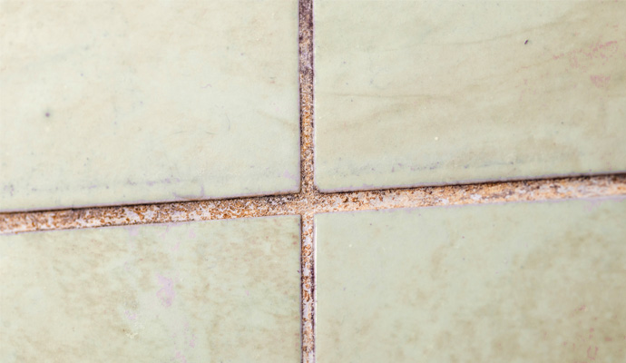 Mold and bacteria in the unsealed grout