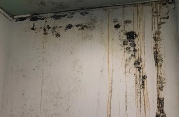 a wall damaged by mold